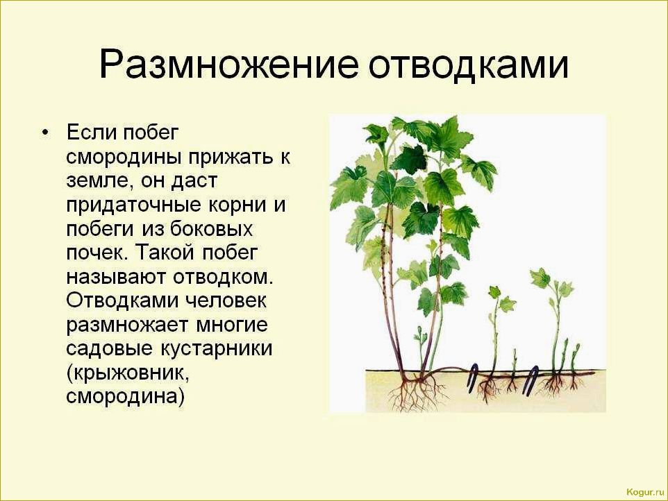 Изучаем все аспекты вегетативного размножения с помощью фитостимулятора Корневин: преимущества и техники применения.