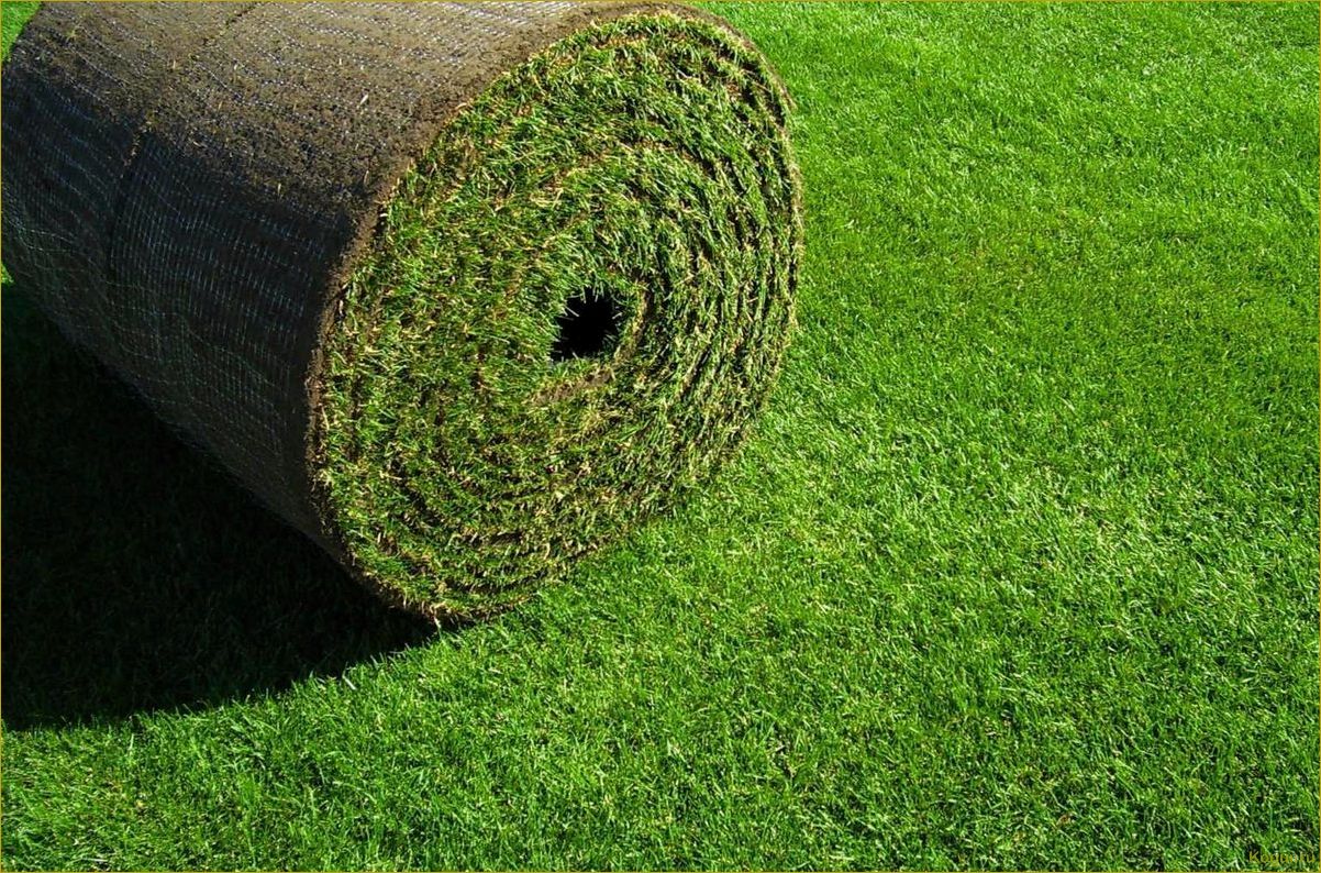 Живой газон в рулонах: преимущества и особенности