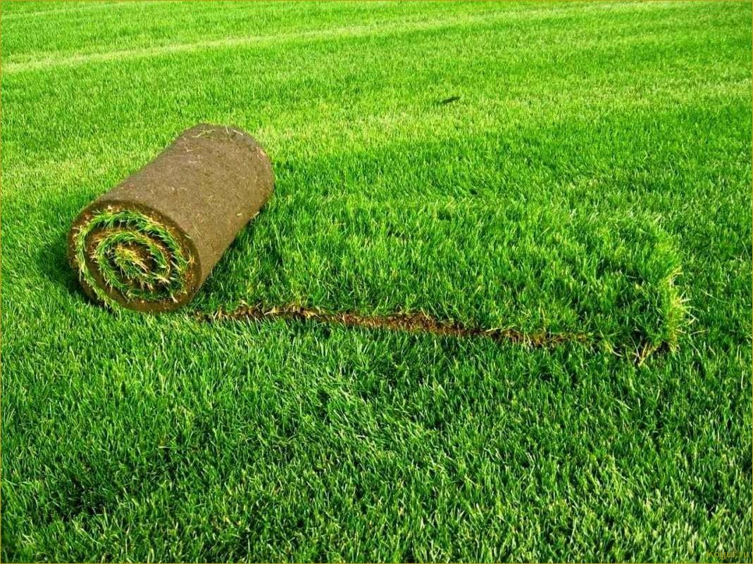 Живой газон в рулонах: преимущества и особенности