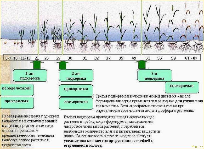 Как победить фитофтору в теплице: эффективная стратегия против незаметного врага