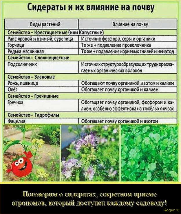 Как победить фитофтору в теплице: эффективная стратегия против незаметного врага