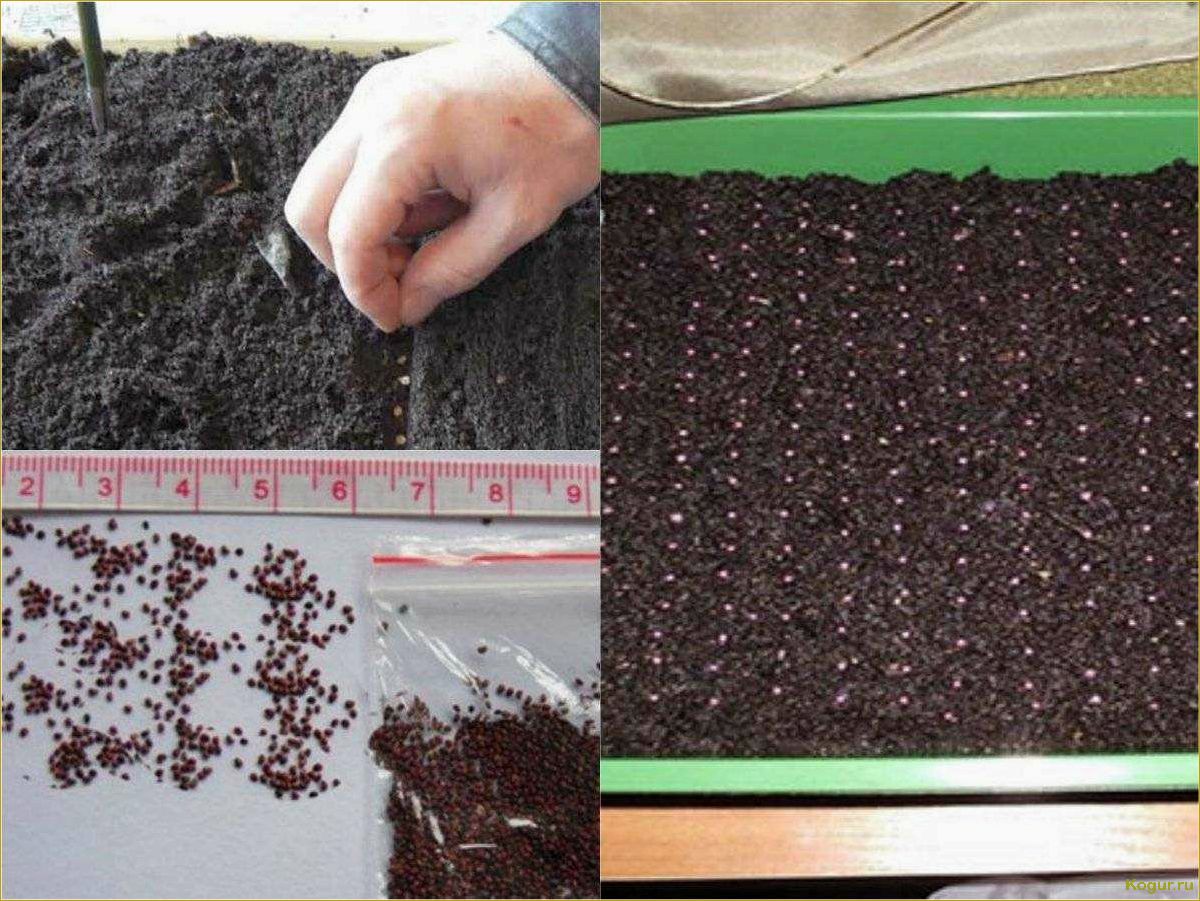 Как вырастить клубнику из семян: пошаговая инструкция