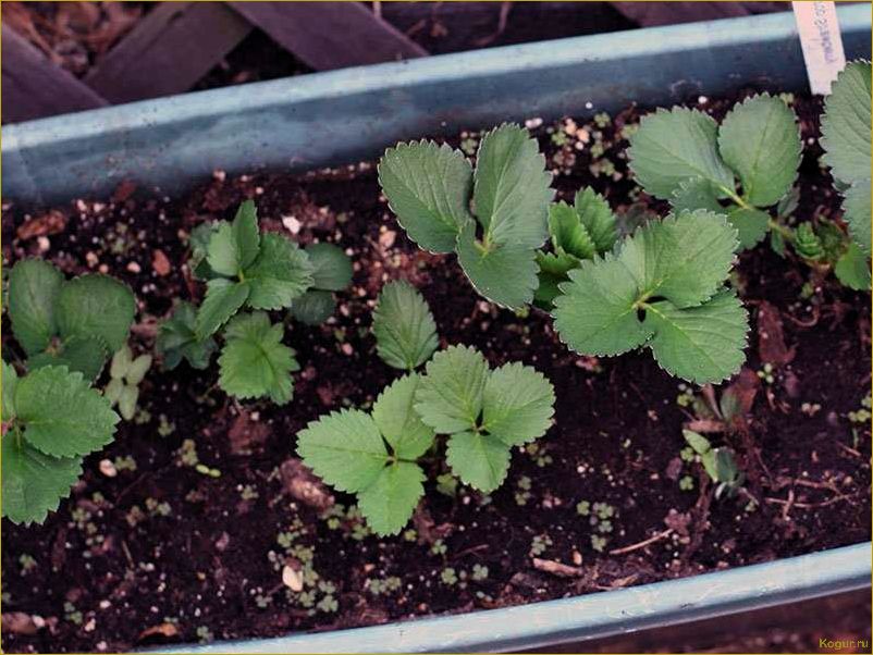 Как вырастить клубнику из семян: пошаговая инструкция