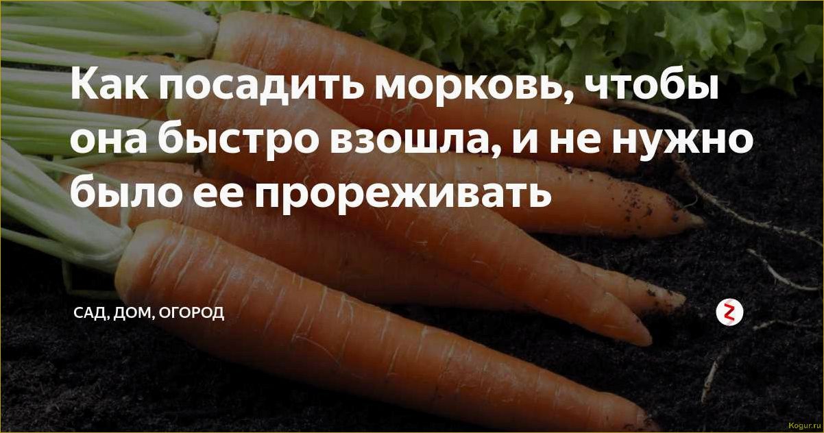 Как правильно посадить морковь, чтобы она быстро проросла