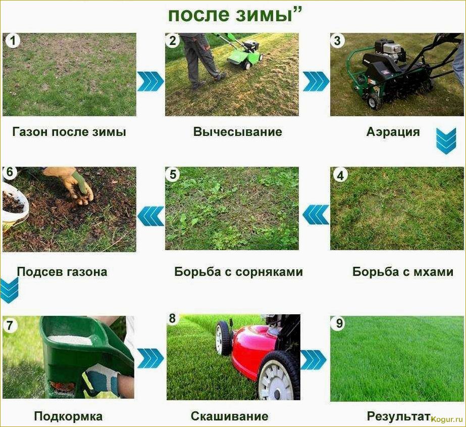 Как правильно посеять газон: общие советы для начинающих дачников