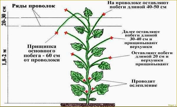 Как правильно прищипывать петунию — полезные советы