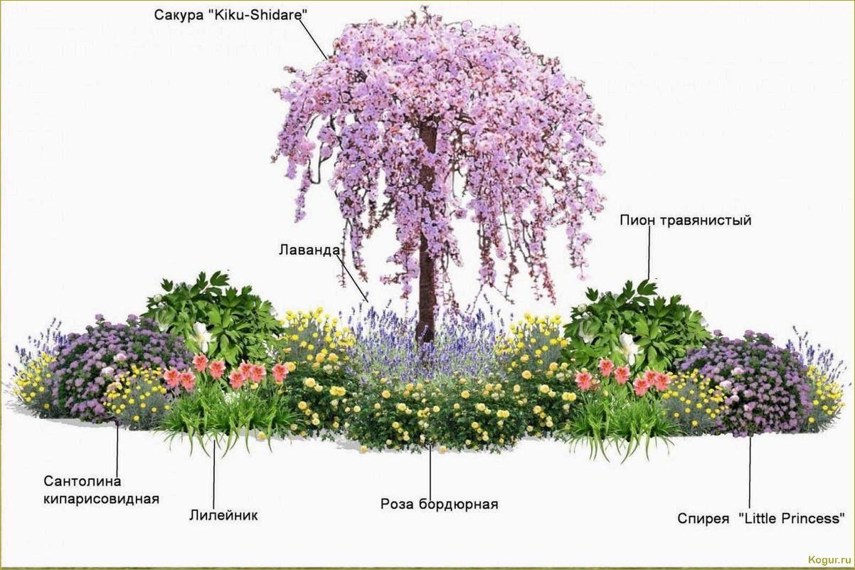 Как создать клумбу непрерывного цветения: особенности посадки и выращивания