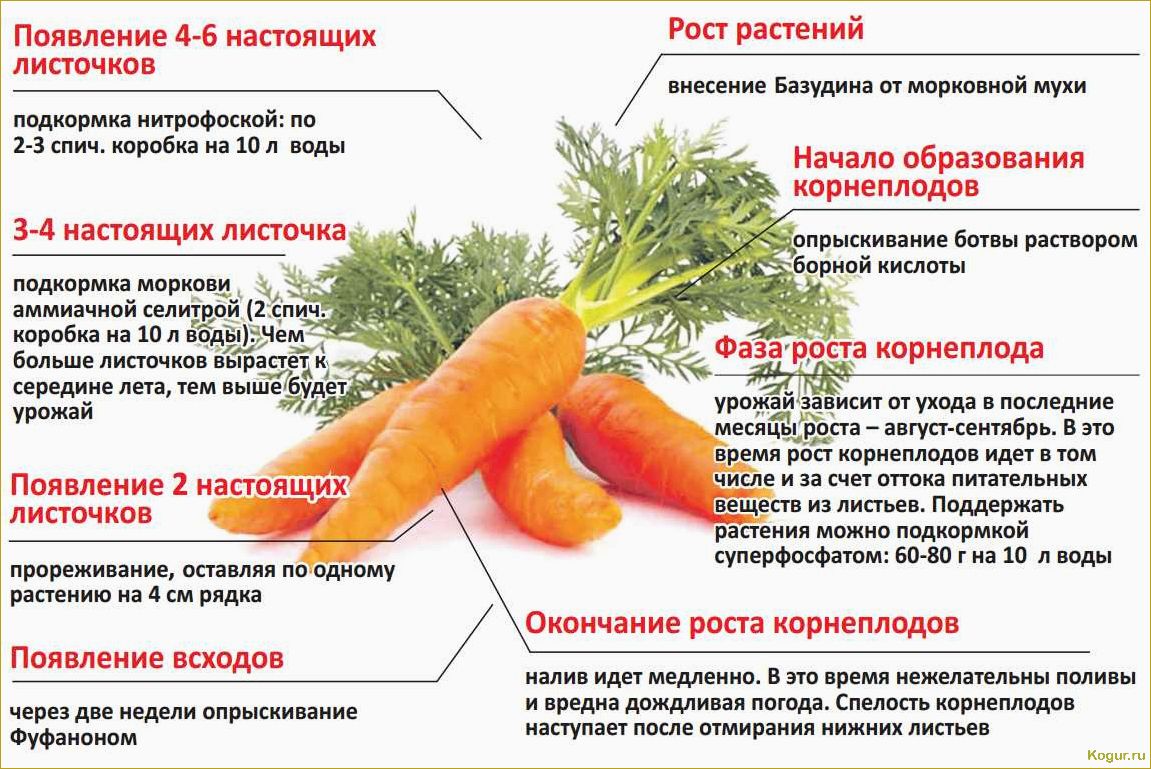 Ускорение всхожести моркови: эффективные методы и советы