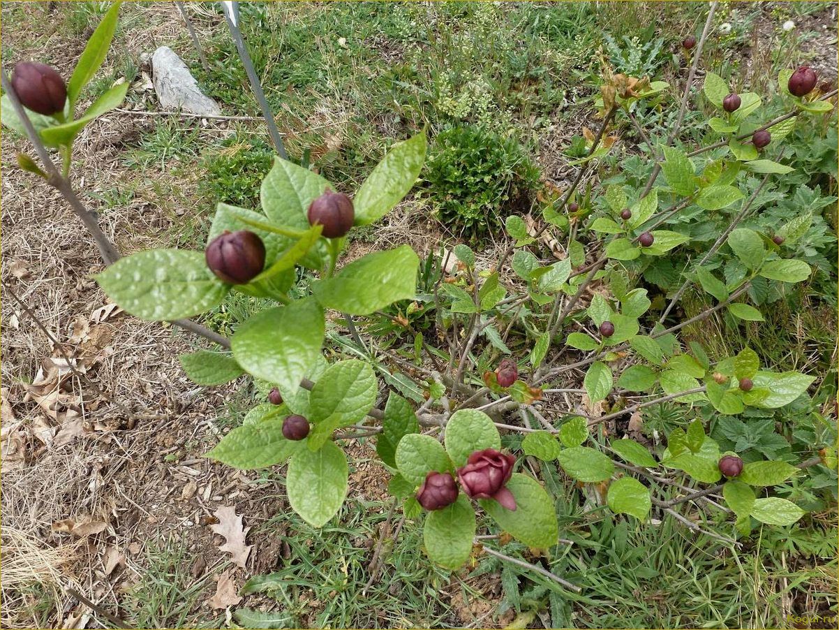 Кустарник каликант: пряный аромат и дивное цветение