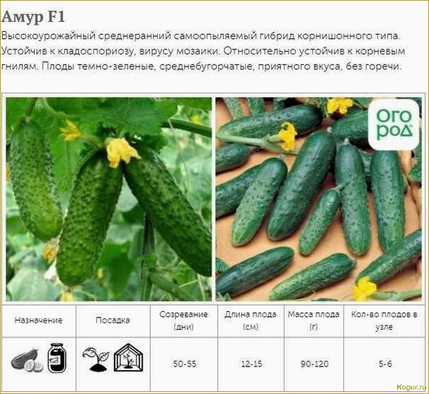 Подробный обзор популярных гибридных сортов огурцов с фотографиями и детальным описанием