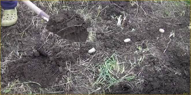 Огород без хлопот: посадка картофеля под солому