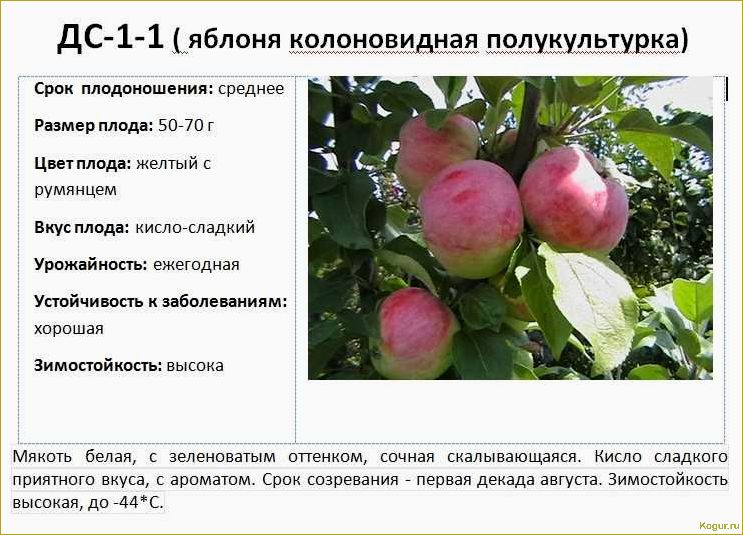 Введение в мир груш сорта Лада раннего созревания: подробное описание и рекомендации