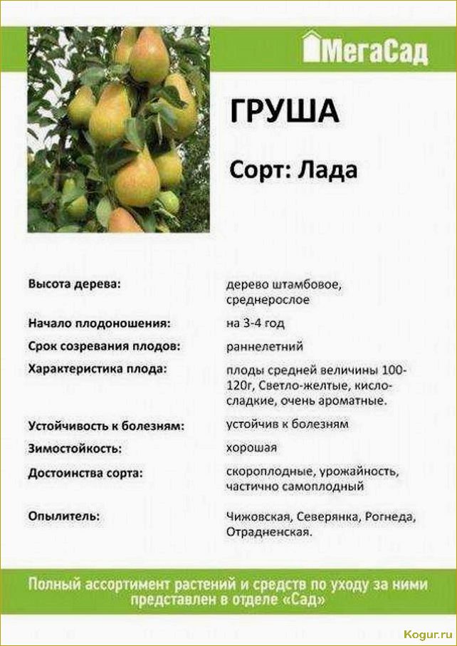 Введение в мир груш сорта Лада раннего созревания: подробное описание и рекомендации