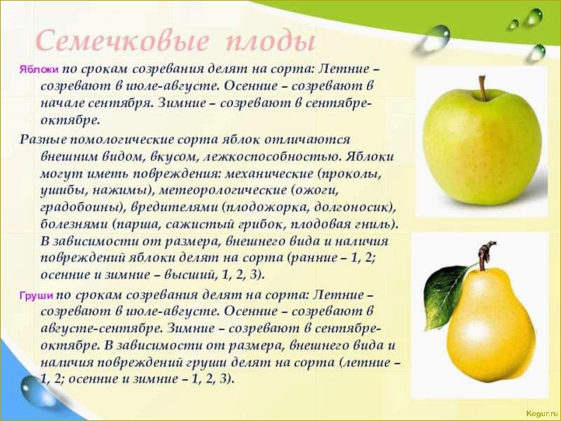 Введение в мир груш сорта Лада раннего созревания: подробное описание и рекомендации