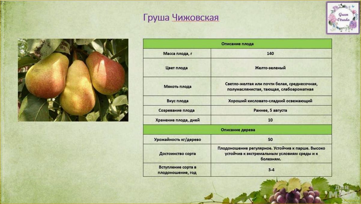 Введение в мир груш сорта Лада раннего созревания: подробное описание и рекомендации