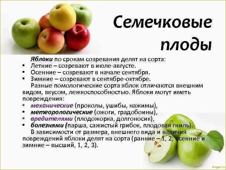 Введение в мир груш сорта Лада раннего созревания: подробное описание и рекомендации