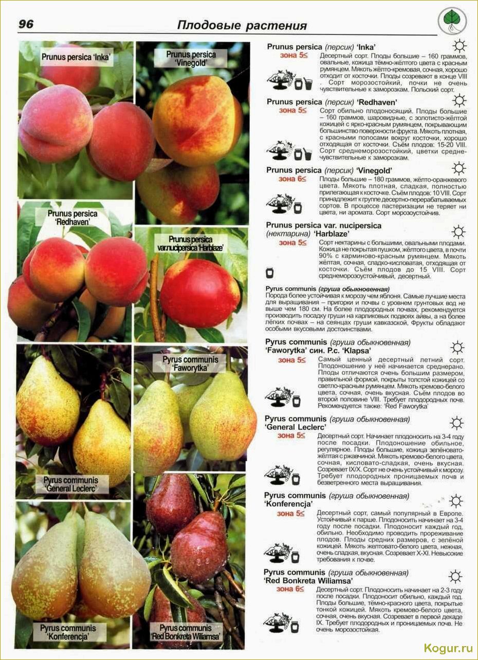 Введение в мир груш сорта Лада раннего созревания: подробное описание и рекомендации