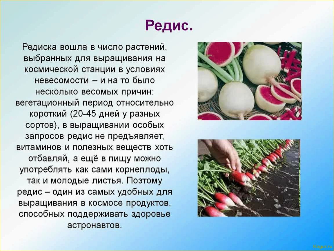 Популярные сорта редиса, выбираемые дачниками