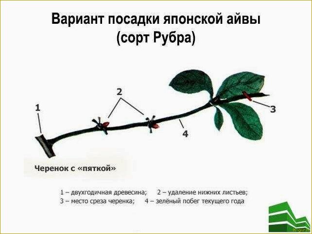 Как правильно ухаживать и сажать айву японскую: основные правила и рекомендации