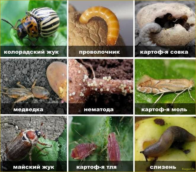 Препарат Табу от колорадского жука: сезон без полосатого вредителя и проволочника
