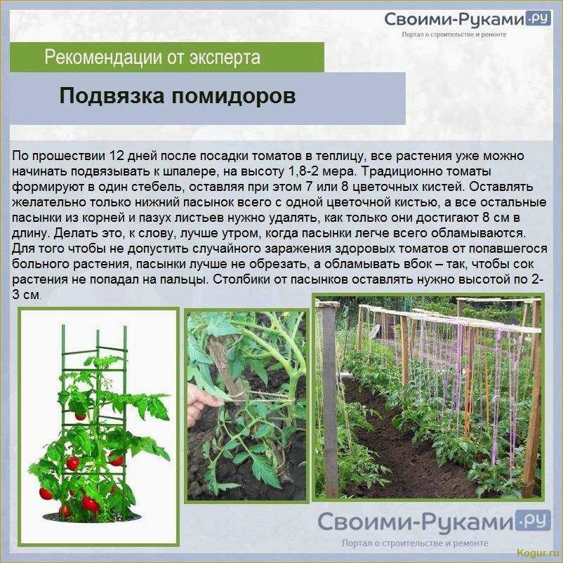 Выращивание томатного дерева в открытом грунте: агрономические правила