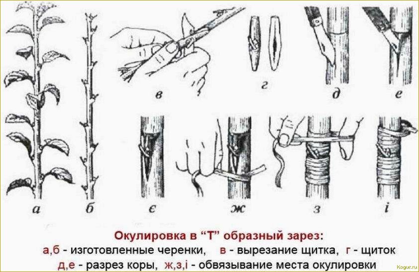 Летний период: научимся правильно делать прививку на яблони