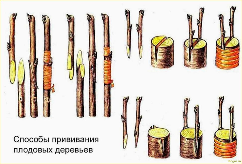 Летний период: научимся правильно делать прививку на яблони