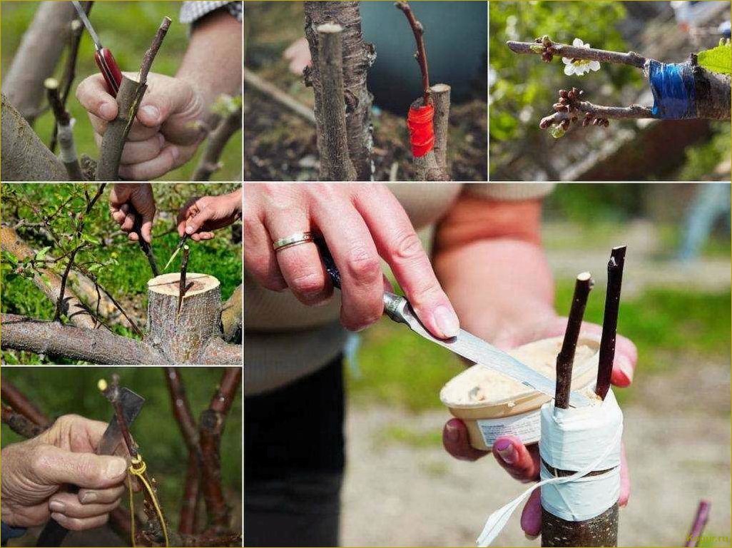 Летний период: научимся правильно делать прививку на яблони