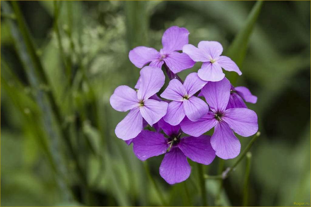 Удивительная ночная фиалка: крестоцветное растение с волшебным цветком
