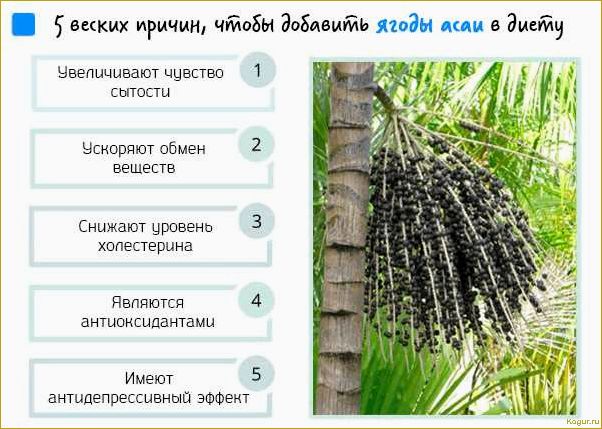 Уникальный состав и полезные свойства ягоды асаи