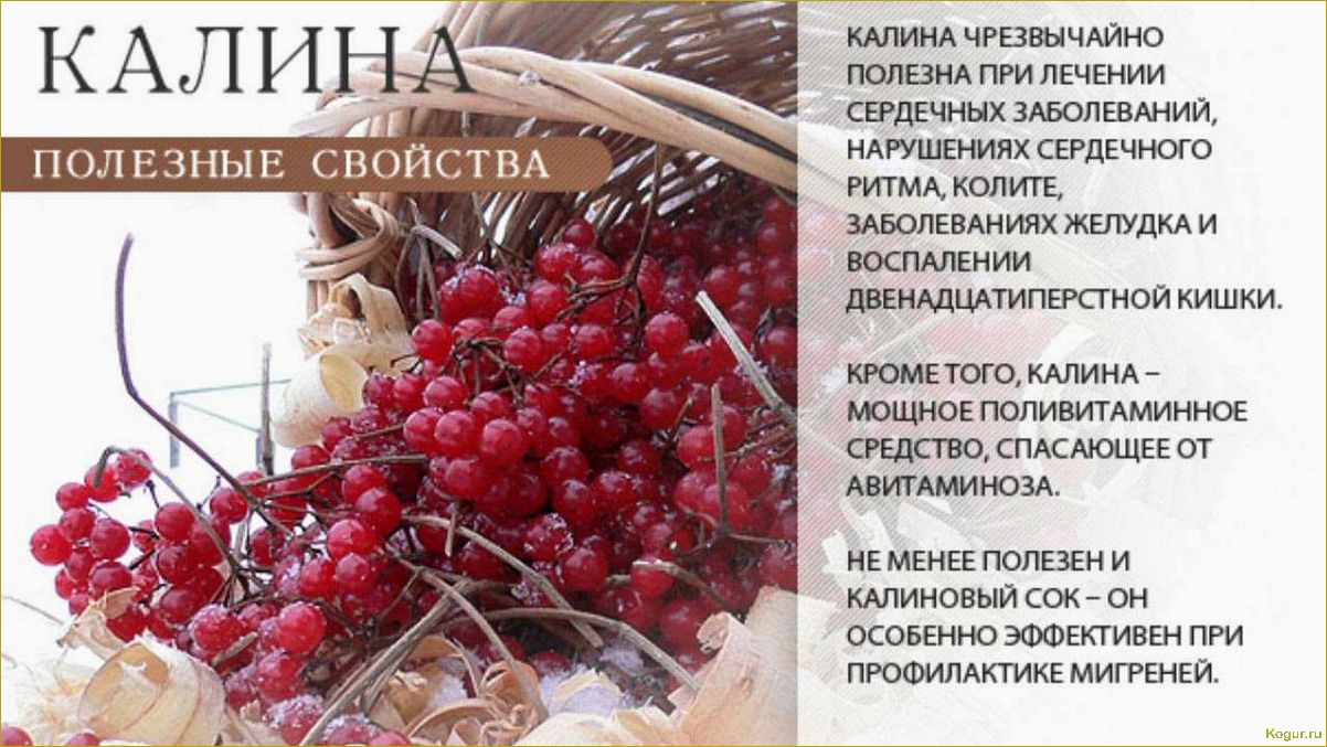 Уникальный состав и полезные свойства ягоды асаи