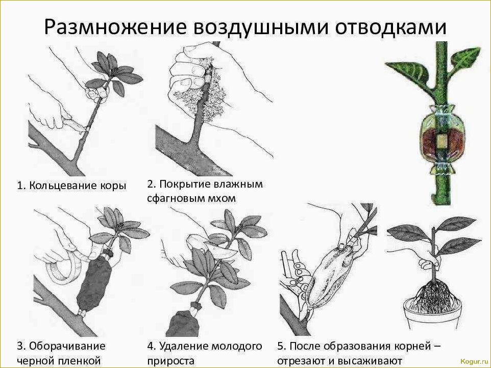 Увлекательное выращивание фейхоа в открытом грунте