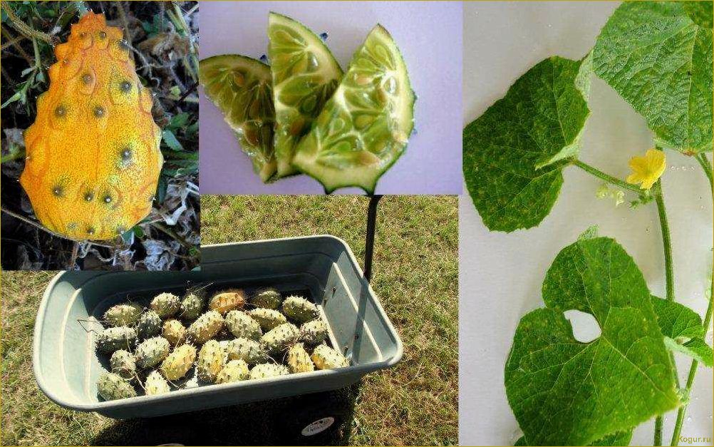 Увлекательное выращивание кивано из семян — о чем нужно знать садоводу