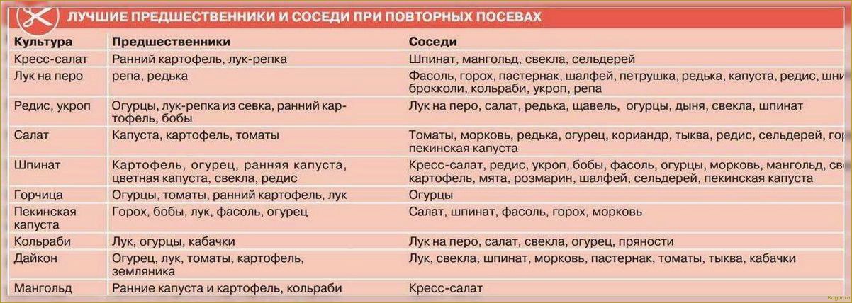 Выращивание и уход за кольраби на дачной грядке — дело хлопотное, но приятное