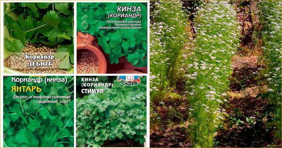 Выращивание кориандра из семян — простое дело для вкуса и пользы