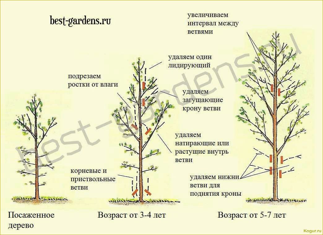 Обрезка абрикоса: виды, сроки и необходимость