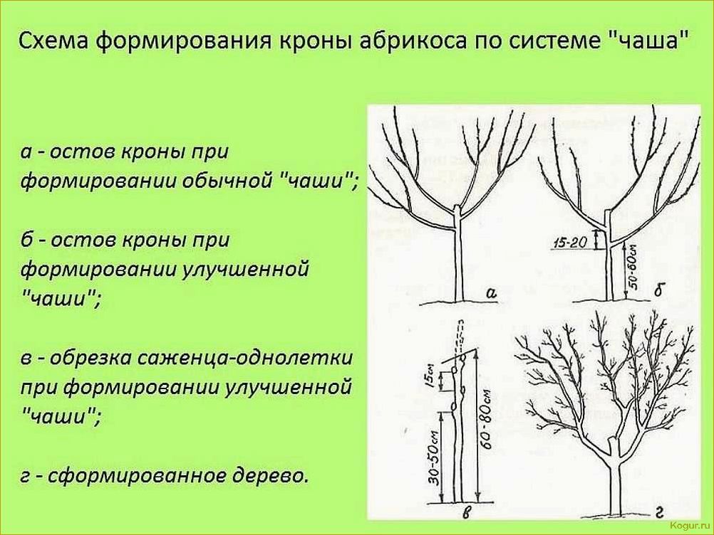 Обрезка абрикоса: виды, сроки и необходимость