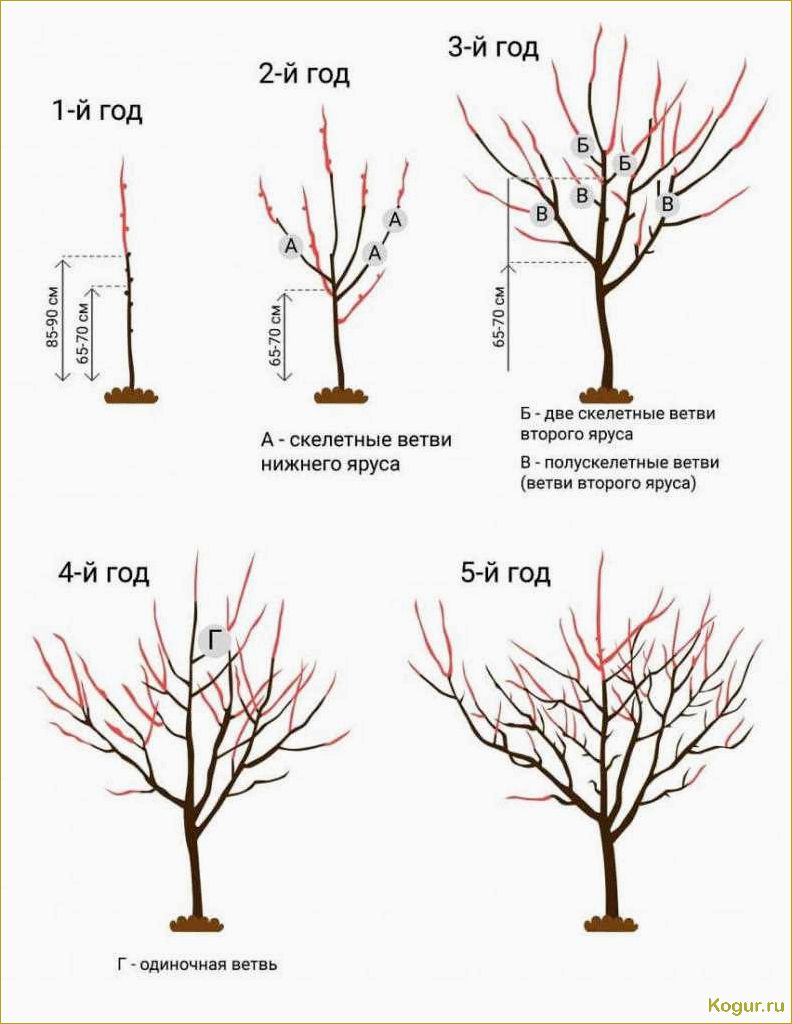 Обрезка абрикоса: виды, сроки и необходимость