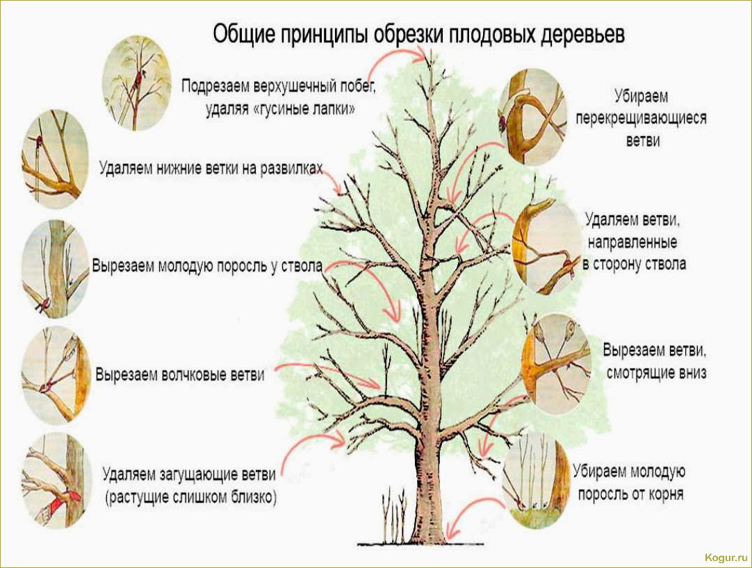 Обрезка абрикоса: виды, сроки и необходимость