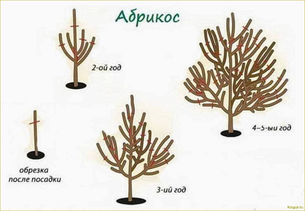 Обрезка абрикоса: виды, сроки и необходимость