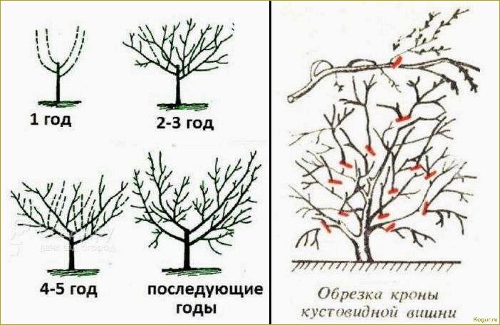 Обрезка абрикоса: виды, сроки и необходимость