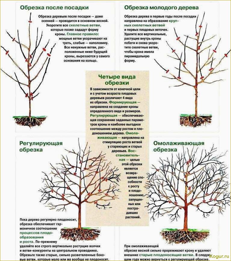 Обрезка абрикоса: виды, сроки и необходимость