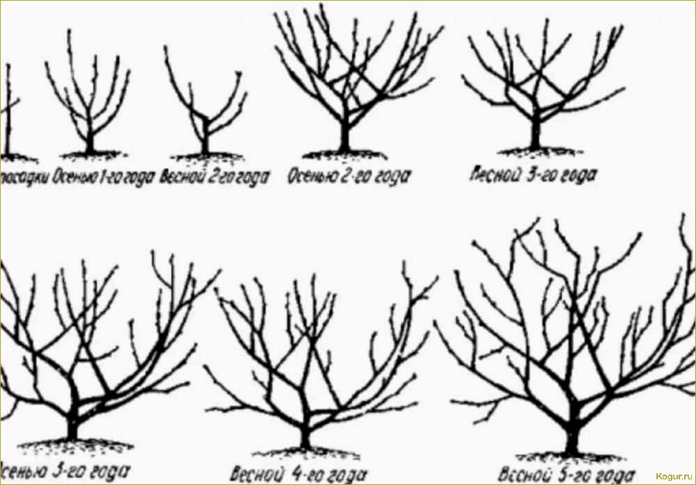 Обрезка абрикоса: виды, сроки и необходимость
