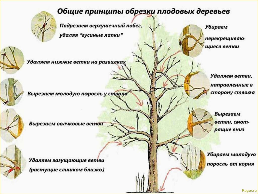 Обрезка абрикоса: виды, сроки и необходимость