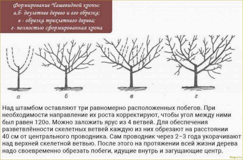 Обрезка абрикоса: виды, сроки и необходимость