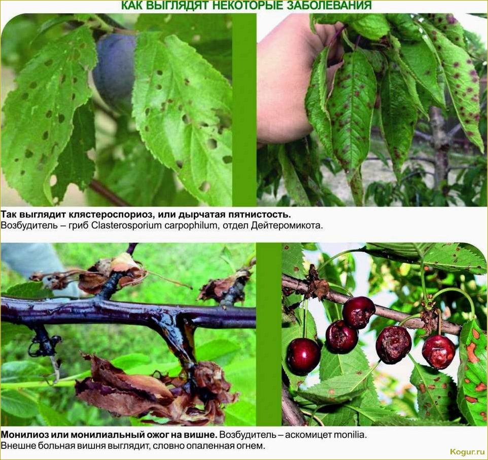 Описание и фотографии болезней вишни и методы их борьбы