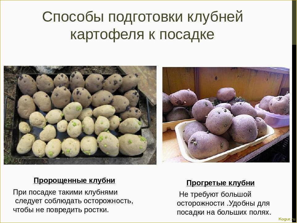 Сорт картофеля Славянка: отличный урожай и насыщенный вкус