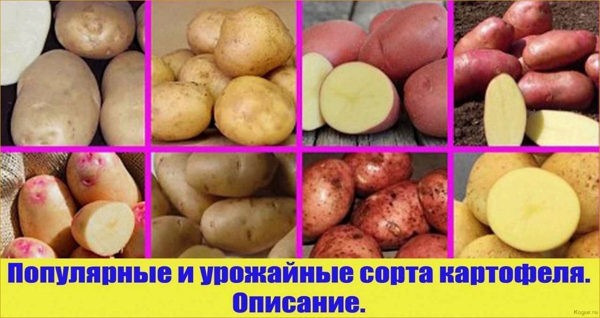 Сорт картофеля Славянка: отличный урожай и насыщенный вкус