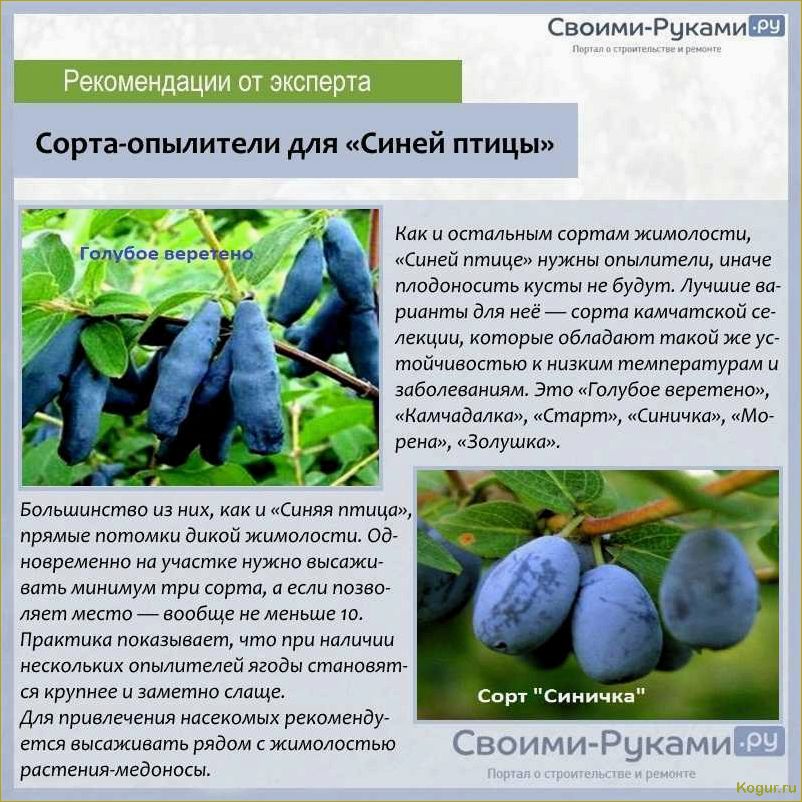 Изучим разнообразие сортов жимолости, подходящих для выращивания в средней полосе России