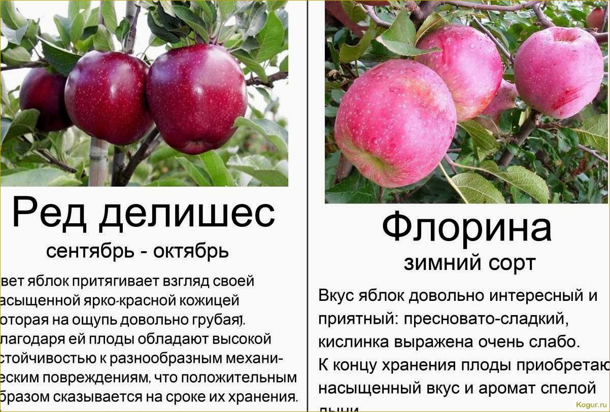 Изумительные фотографии наших любимых сортов яблонь: с названием, описанием и секретами выращивания